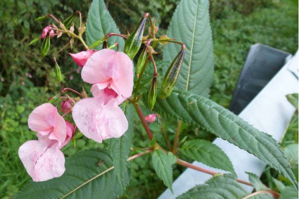 Impatiens glandulifera [Ph Anna Carpanelli ©]