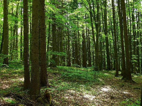 Bosco - Foto di Andrea Pincin